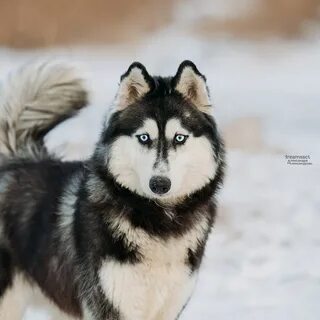 Husky tikobar 12000