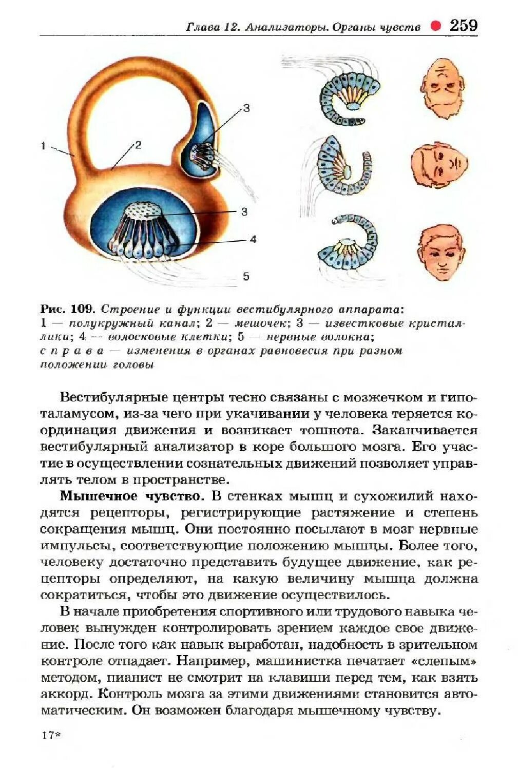 Биология 8 класс биология анализаторы. Биология 8 класс конспекты. Конспекты по биологии 8 класс Колесов. Конспект по биологии 8. Анализаторы биология 8 класс видеоурок