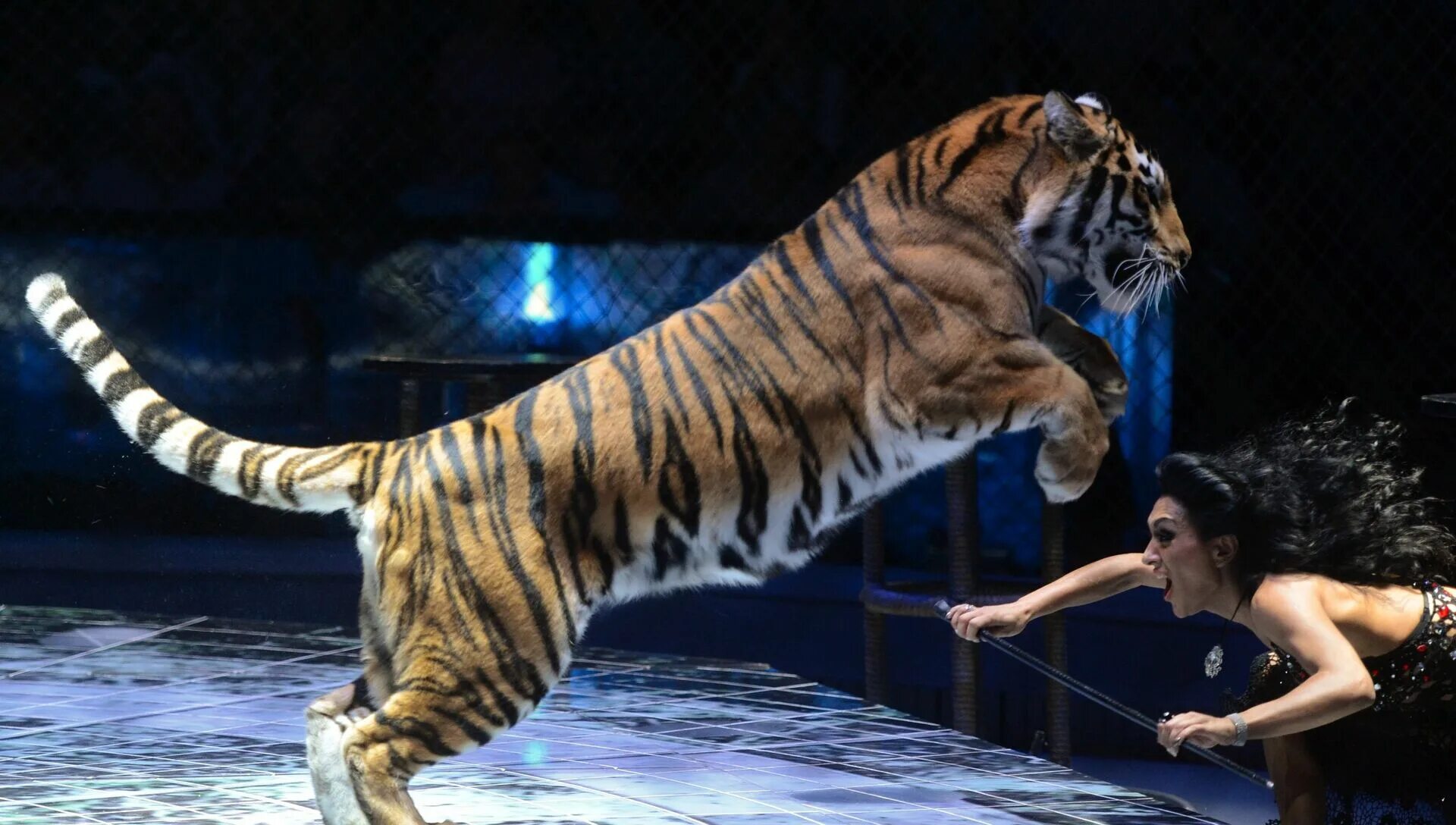 Дрессировщики тигров в цирке на Вернадского. Дрессировщица тигров в цирке. Запашные с тиграми. Баронеты тигры.