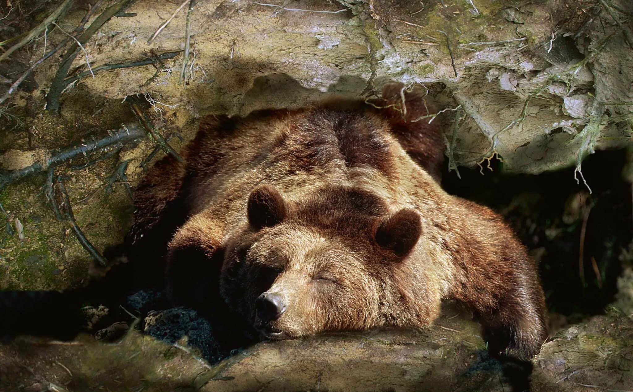 Сон медведь зимой. Бурый медведь в спячке. бурый медведь в берлоге. медведь в спячке в берлоге. бурый медведь впадает в спячку.