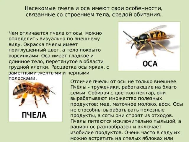 Шмель пчела Оса Шершень. Отличие внешне пчел от ОС. Отличается пчелы от ОС. Различие пчел и ОС.