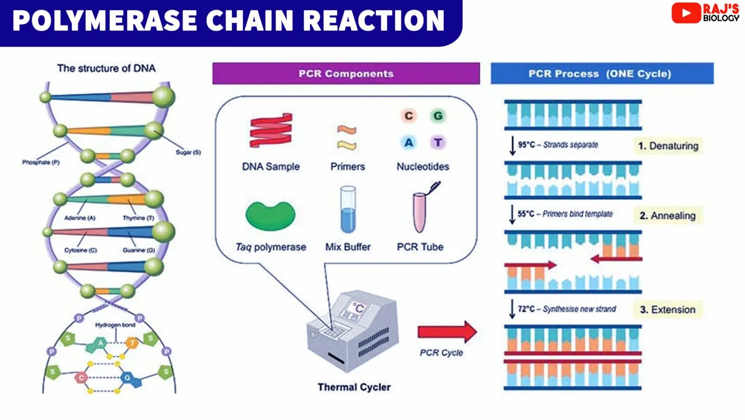 Источник https chemer ru services reactions chains. PCR — полимеразная цепная реакция. Полимеразная цепная реакция схема. Полимеразная цепная реакция это метод. Схема полимеразной цепной реакции.