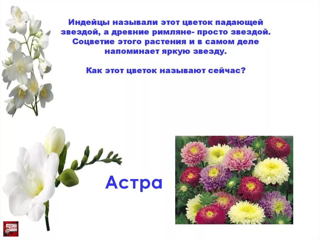 Как зовут цветок