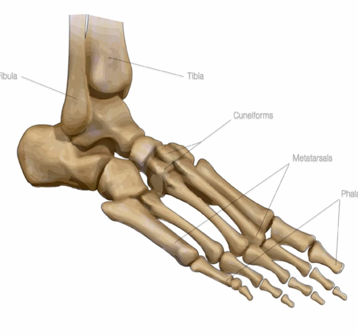 Место кости. Пястные кости стопы. Кости стопы сбоку. Кости стопы человека анатомия. Строение костей стопы сбоку.