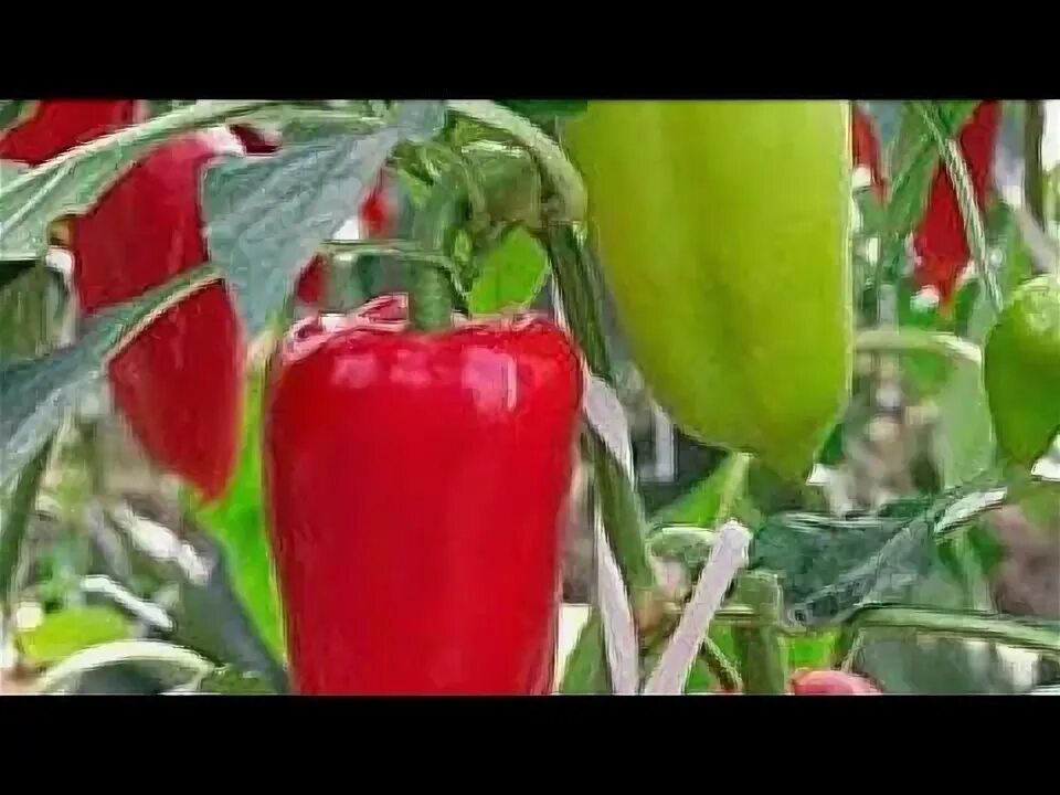 Сорт перца джипси фото. Сорт перца джипси фото. Перец карась. Перец сорт джипси. Перец джипси f1 5шт seminis (голландские семена) семена.