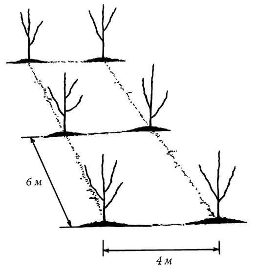 На каком расстоянии сажать абрикосы друг. Схема посадки карликовых яблонь. Схема посадки колоновидных абрикос. Схема посадки колоновидных яблонь. Схема посадки абрикосов.