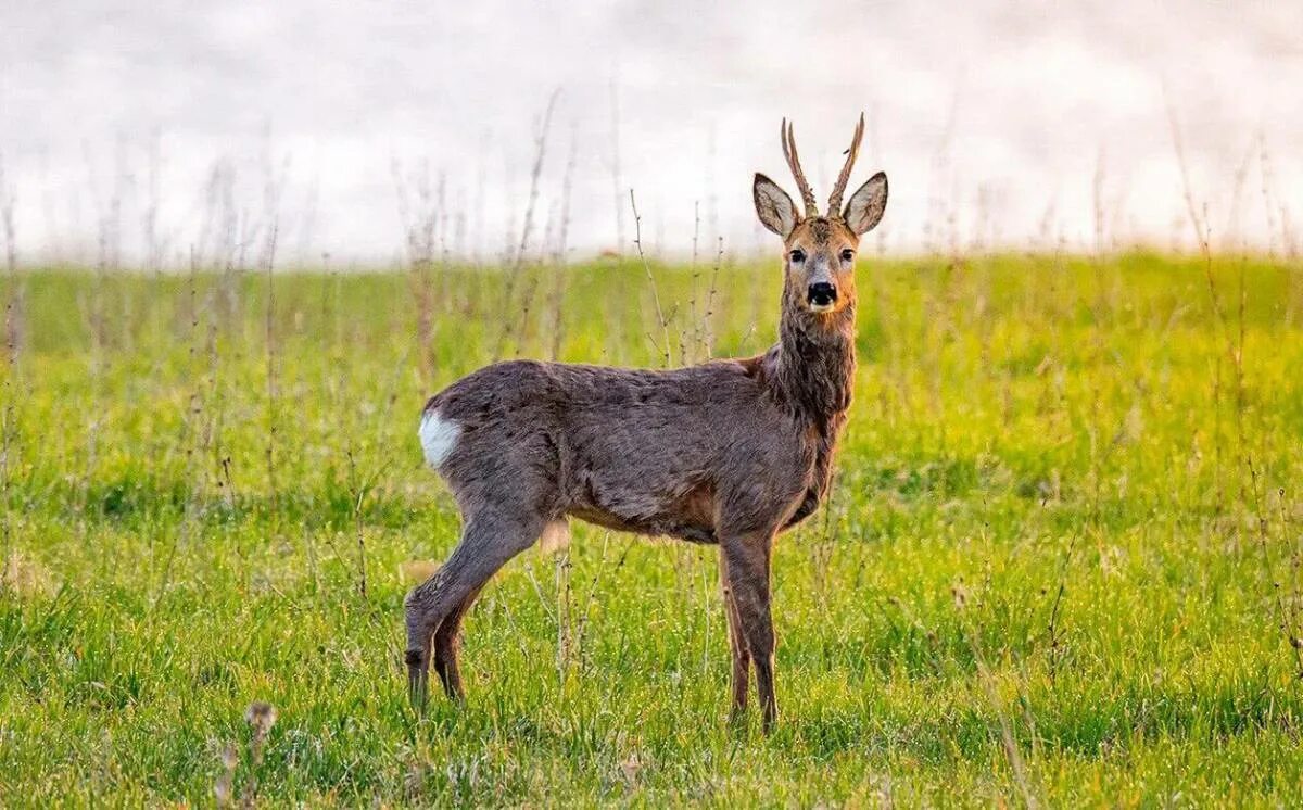 Косуля сибирская. Самарская косуля. Косуля самарская. Самарская косуля. Европейская косуля.