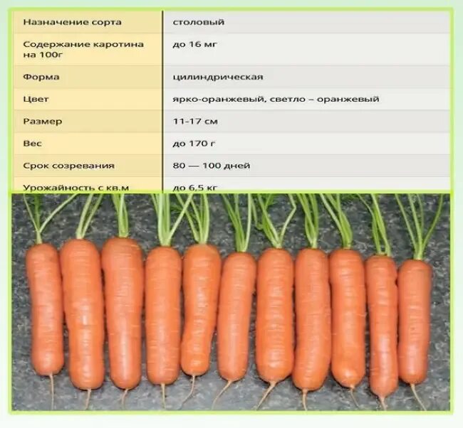 Морковь группа растений. Хозяйственно Ботанические сорта моркови. Сорта моркови таблица. Характеристика моркови. Форма корнеплода моркови.