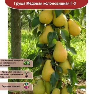 Саженцы груши москва