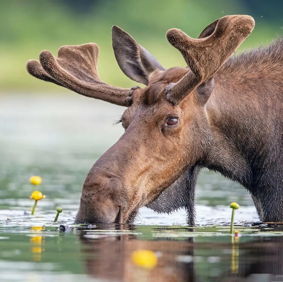 Лось пьет воду. Пегий Лось. Красивый Лось. Лось на водопое. Северный Лось.