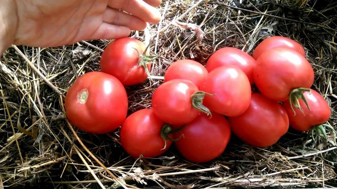 Сорт томата розовая ляна отзывы