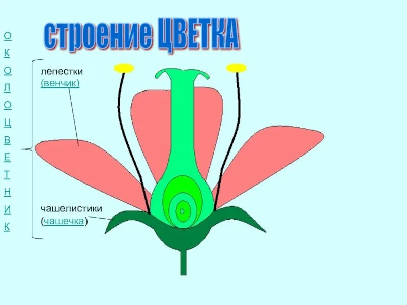 Чашечка состоит из. Чашечка состоит из