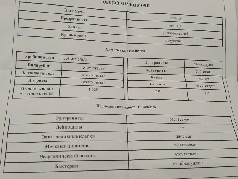 Общий анализ мочи. Исследование мочи у кошек. Общий анализ мочи животных. Общий анализ мочи кота.