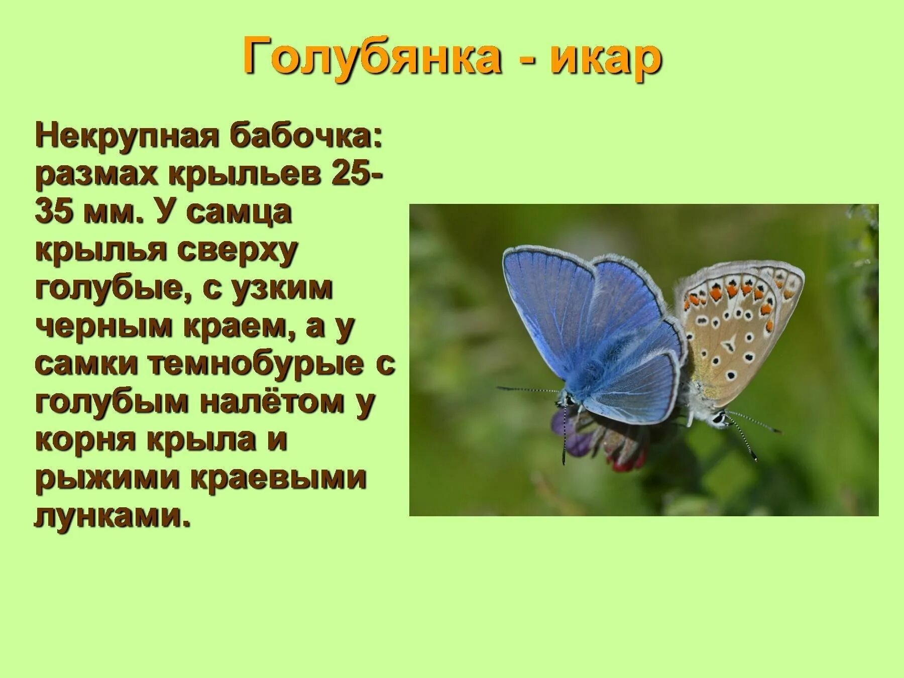 Бабочка голубянка филипьева. Голубянка красная книга краткое описание. Голубянка давида. Голубянка мелеагр бабочка. Бабочка голубянка описание.
