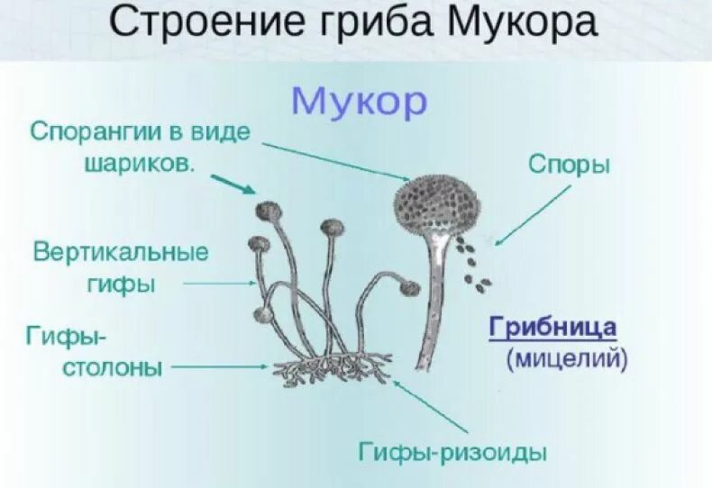 Грибы тип клетки