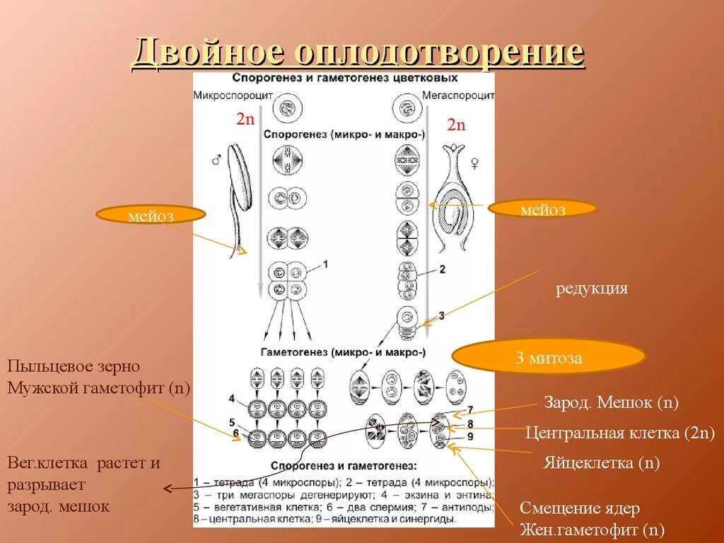 Клетки мужского гаметофита. Гаметогенез растений схема. Этапы развития половых клеток у растений. Гаметогенез у цветковых растений схема. Образование мужских гамет у цветковых растений.