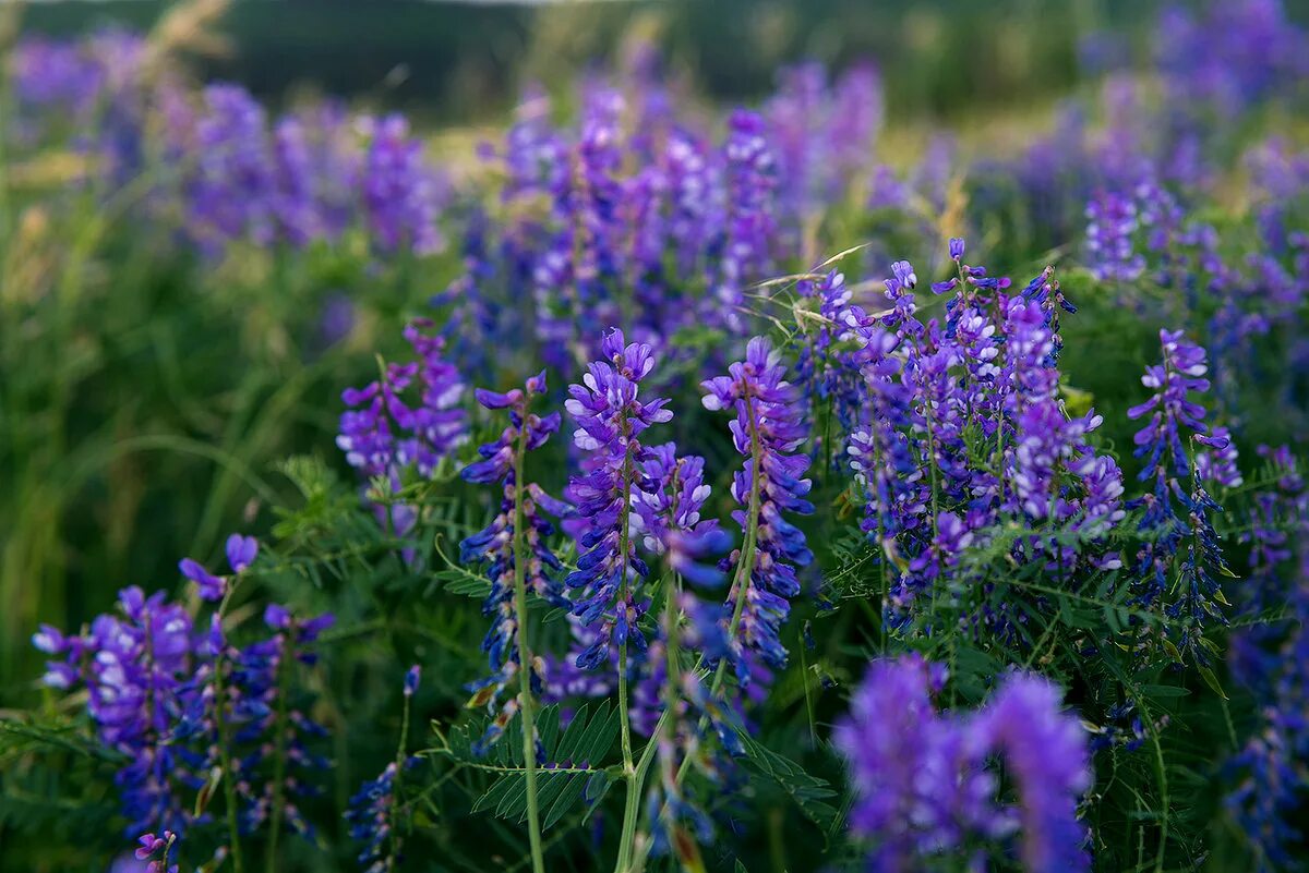 Contain plants. Мышиный горошек медонос. Мышиный горошек Луговой. Вязель мышиный горошек. Горошек мышиный (Vicia cracca).