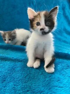 Котята в минске