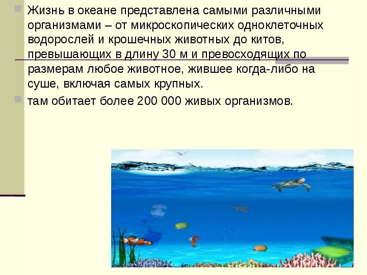 Проект жизнь в океане 7 класс