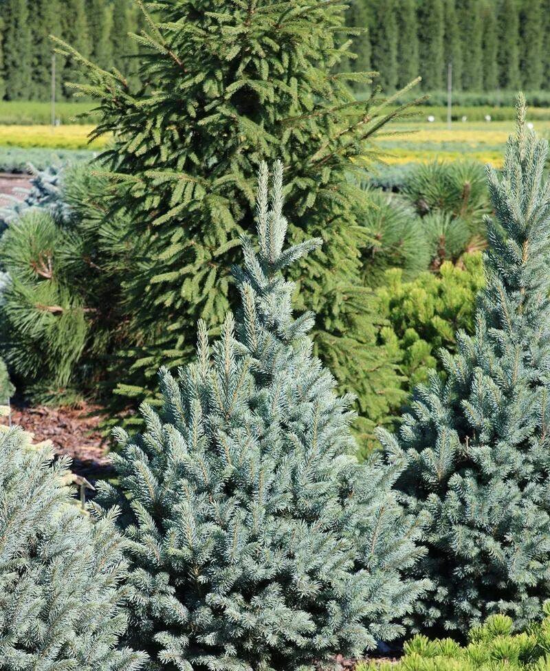 Ель колючая picea pungens. Ель колючая Фастигиата sdl2. Picea pungens 'Fastigiata SDL 2'. Picea pungens 'Fastigiata SDL 1'. Ель колючая Изели Фастигиата.