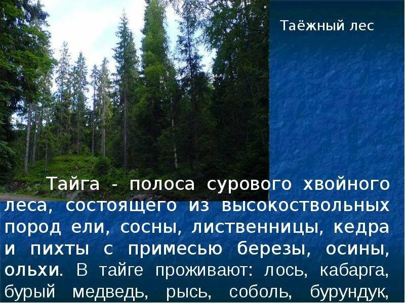 Презентация на тему тайга. Доклад о тайге. Доклад про тайгу. Описание тайги в природе.