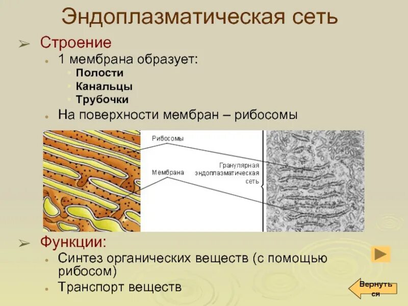 2. Гранулярная эндоплазматическая сеть это. Гранулярная эндоплазматическая сеть строение. Гранулярная эндоплазматическая сеть строение и функции. Строение мембраны ЭПС.