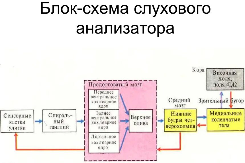 1 воспринимающим элементом любого анализатора являются. Структура слухового анализатора схема. Звенья слухового анализатора схема. Схема слухового анализатора анатомия. Схема слухового анализатора рецепторы.