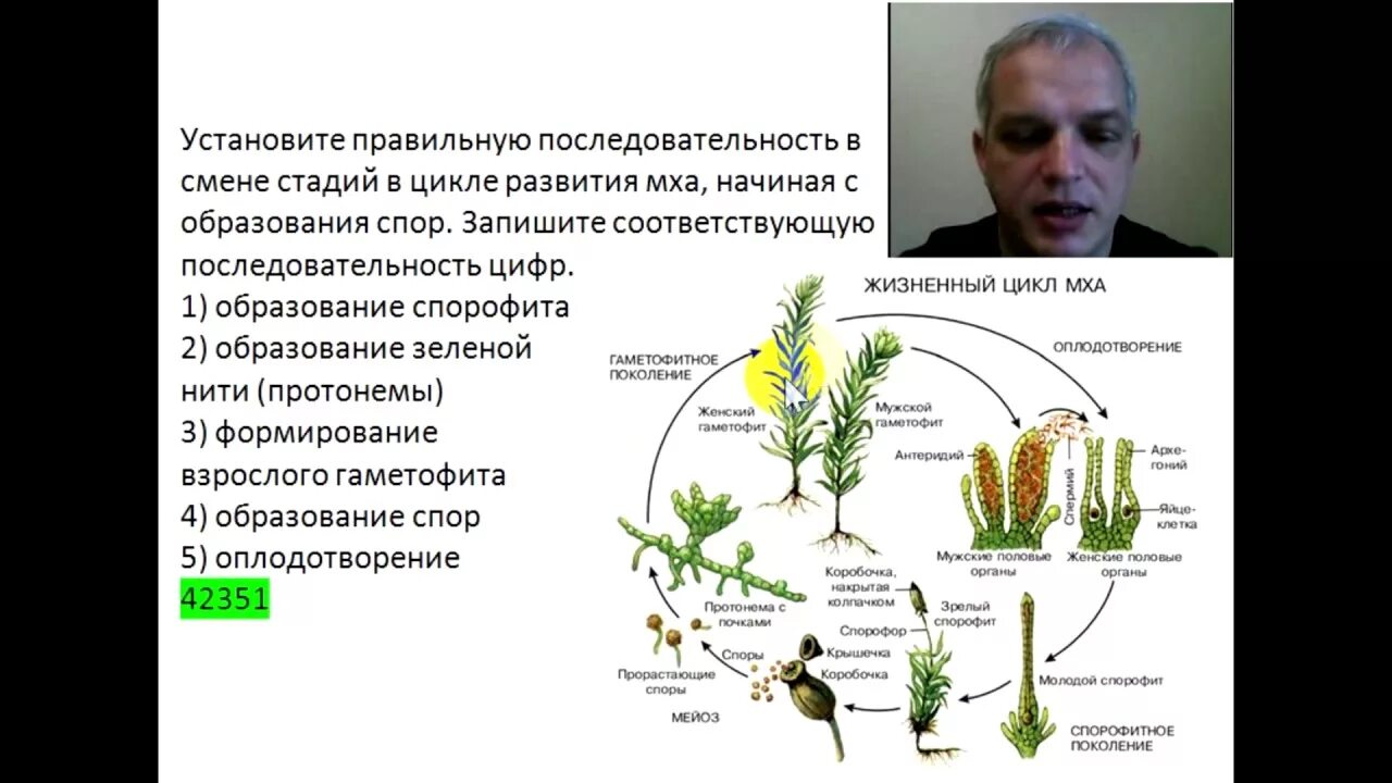 Жизненный цикл порядок мха. Стадии развития мха. Цикл развития мха. Последовательность стадий жизненного цикла мха. Прорастание споры образование протонемы