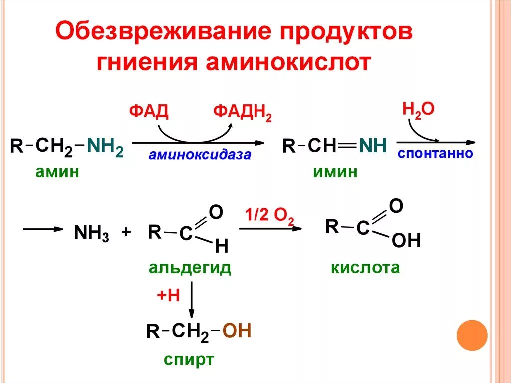 Обезвреживаются яды под действием ферментов печени. Механизмы обезвреживания токсических продуктов гниения белков. Обезвреживание биогенных Аминов окислительным путем. Механизмы обезвреживания продуктов гниения аминокислот,. Продукт обезвреживания биогенных Аминов.