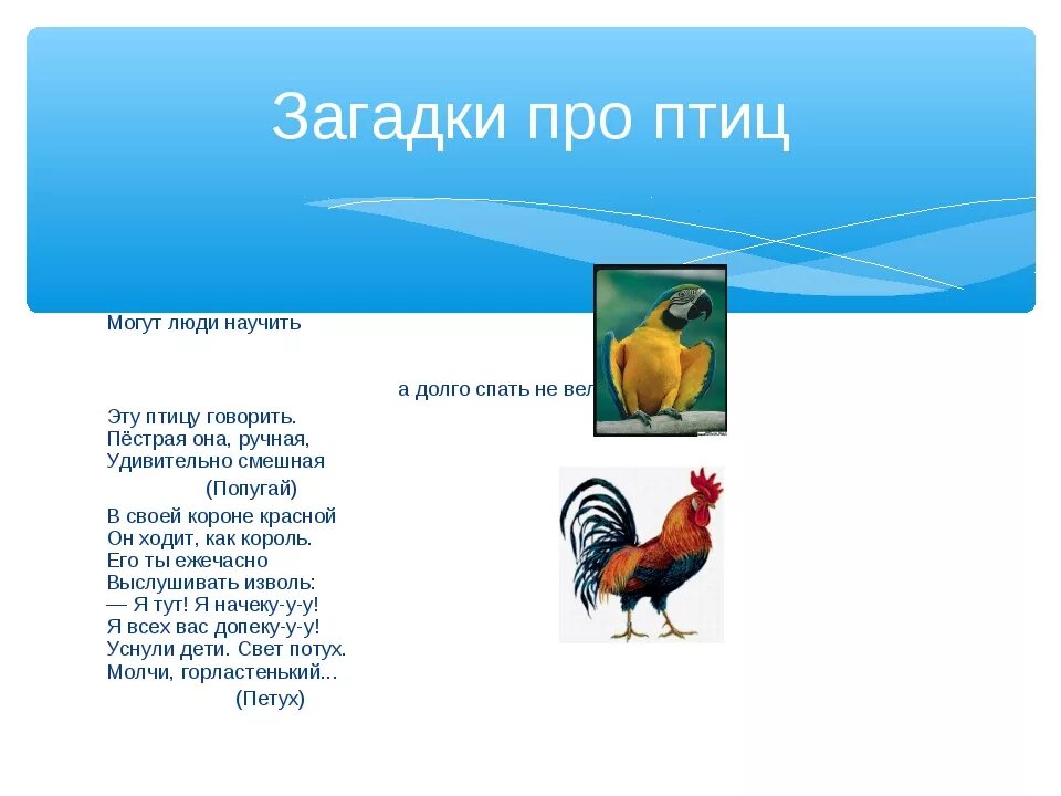 Загадки про птиц. Загадки про птиц для детей. Загадки про птиц сложные. Загадки про диких птиц.