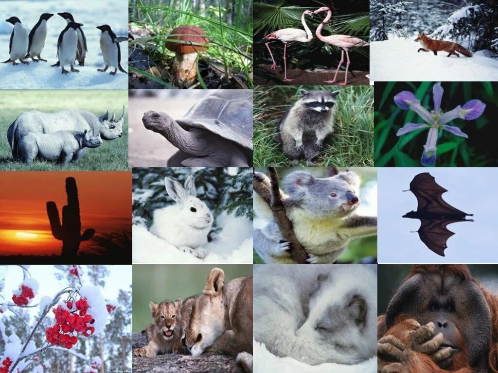 Разнообразие животных. Обитатели живой природы. Многообразие живой природы. Живые организмы животные.