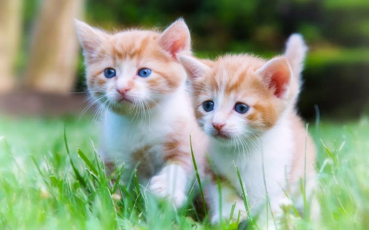 Котики картинки котиков. Котята. Картинки котят. Рыжий котёнок. Милые котята.