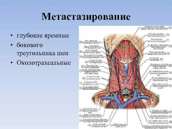 Строение щитовидной железы и лимфоузлов шеи. Схема лимфоузлов щитовидной железы. Щитовидка и лимфатические узлы. Лимфоузлы на щитовидке