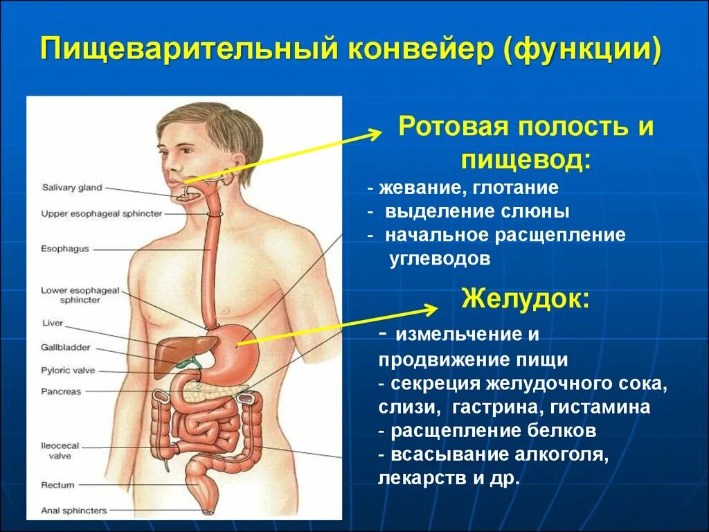 Основные пищеварительные функции. Органы пищеварения. Пищеварительная система человека. Функционирование пищеварительной системы человека. Физиология пищеварения.