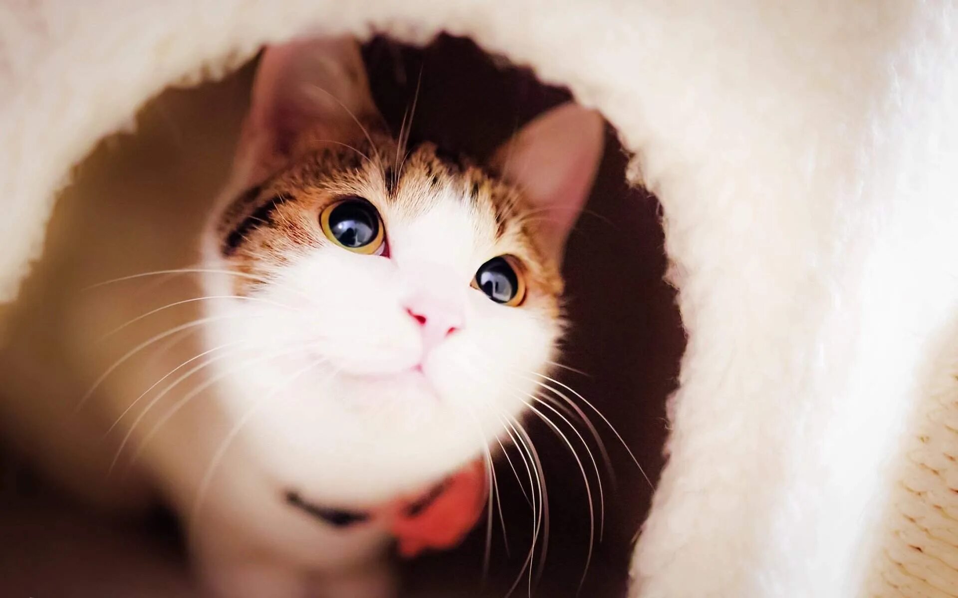 Строго милый. Милые коты. милый кот. милая кошка. няшный котик.