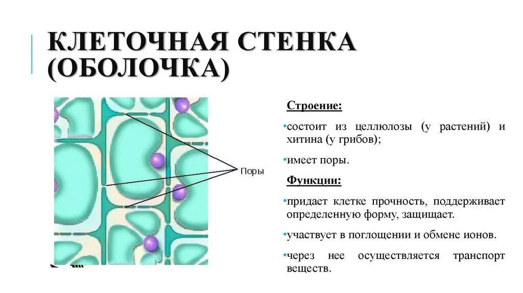 Из чего состоит стенка клетки. Клеточная стенка растительной клетки строение и функции. Структура и функции клеточной стенки растительных клеток. Функция клеточной стенки в растительной клетке. Клеточная стенка строение и функции Целлюлоза.