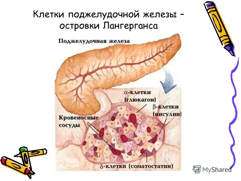 Инсулин синтезируется клетками островков лангерганса. Строение поджелудочной железы островки Лангерганса. D1 клетки поджелудочной железы. Островками Лангерганса поджелудочной железы животных. Клетки Лангерганса поджелудочной железы.