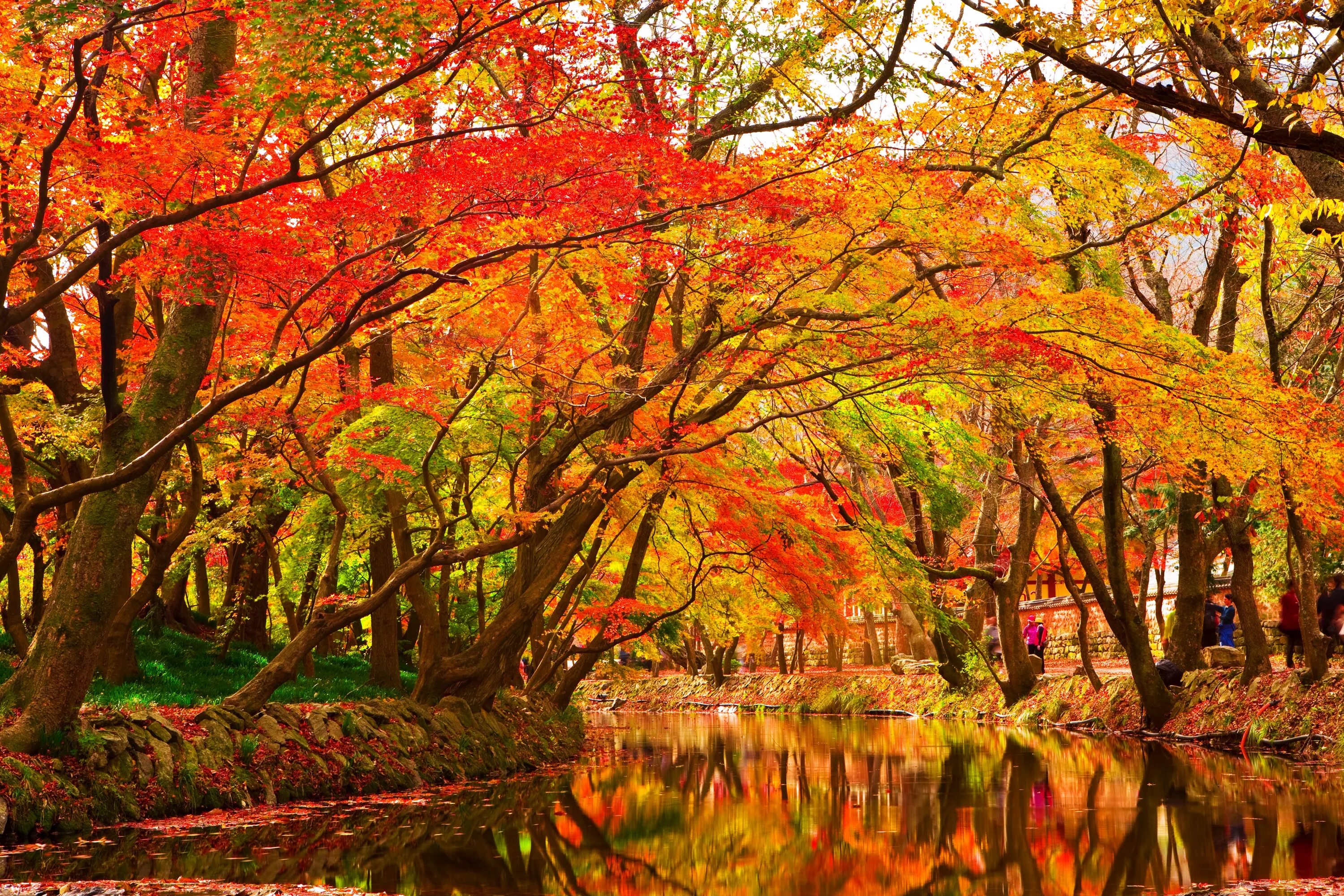 Осенний парк. Осень деревья. Кленовое дерево осенью. Времена года осень.