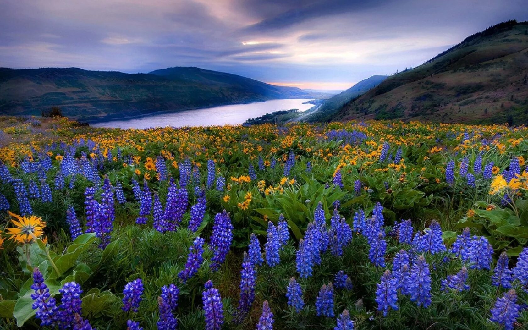 Flower nature. Швеция Альпийские Луга. Алтай люпины. Горные травы. Пейзажи с цветами.