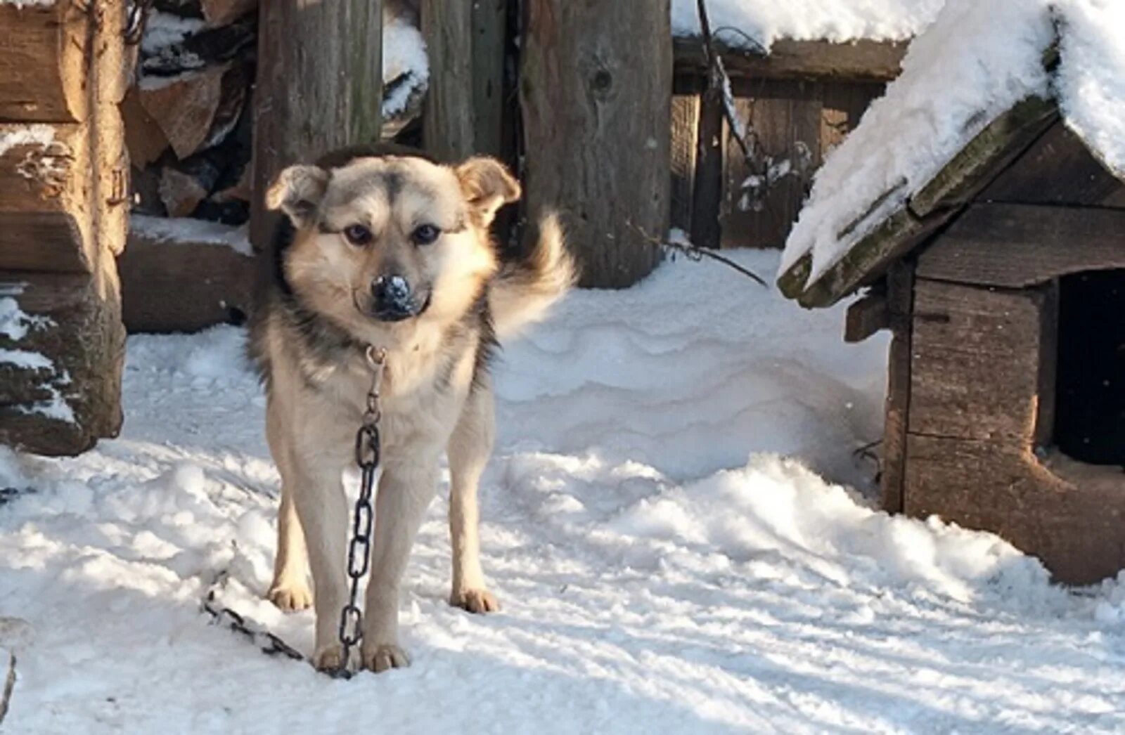 Dog village. Дворняга на цепи. Собака в деревне зимой. Дворняги в деревне. Деревенские собаки.