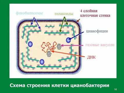 Цитоплазма в прокариотической