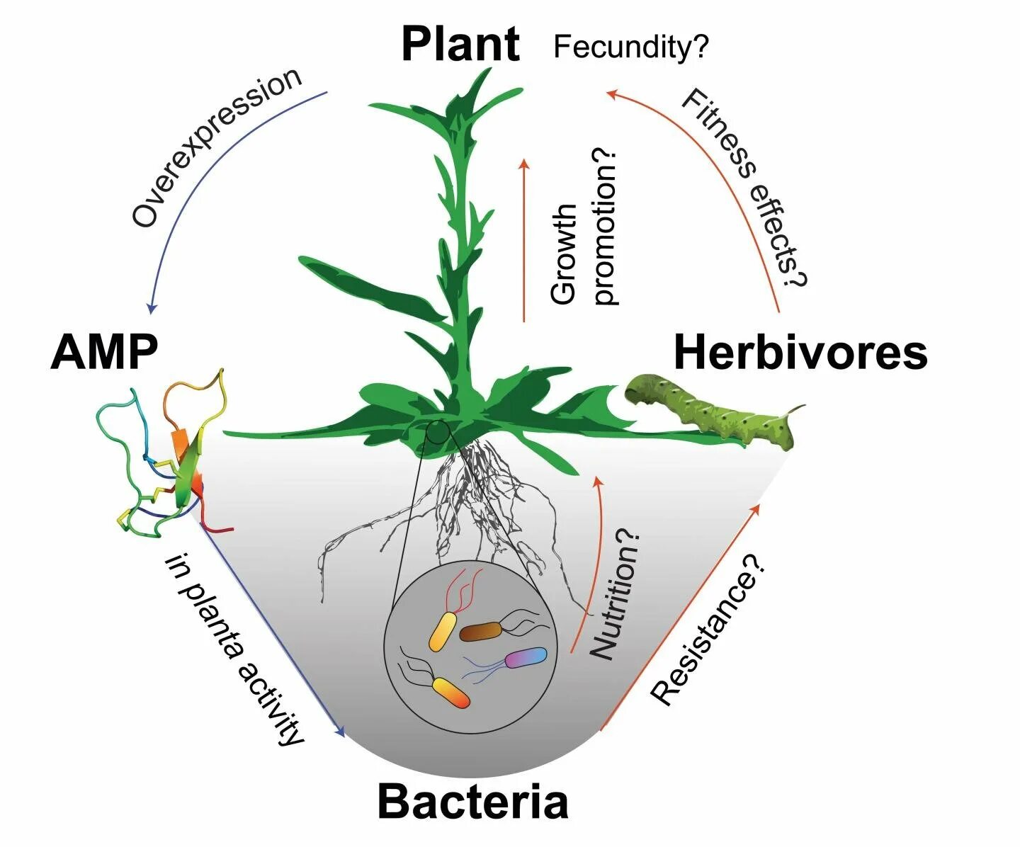 Provided plants. Микробиом почвы. Plant Microbiome. Microbiome почва. Микробиома растения.