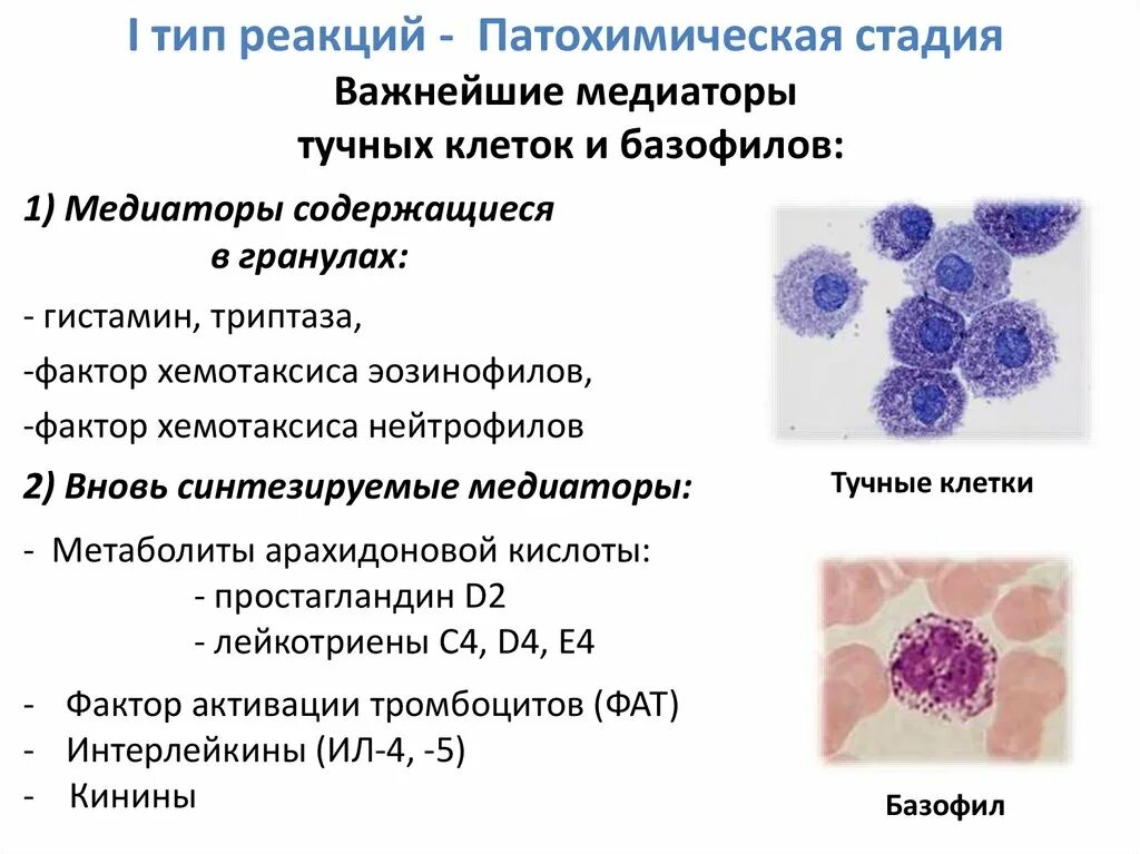 В очаге острого воспаления нейтрофилы секретируют. Медиаторы 1 типа аллергических реакций. Медиаторы тучных клеток и базофилов. 8. Характеристика медиаторов тучных клеток и базофилов;. Медиаторы гранул тучных клеток.