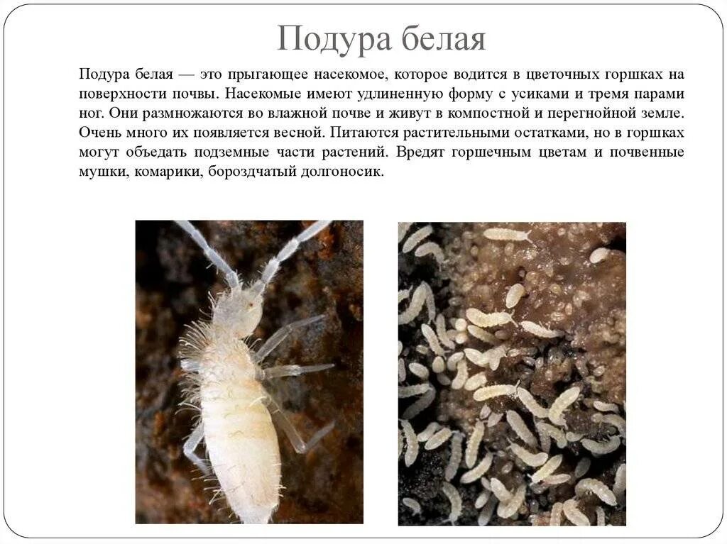 личинки подуры. белые жучки подуры. белые мелкие букашки в земле комнатных растений. мелкие белые жучки в почве комнатных растений. белые маленькие жучки в земле.