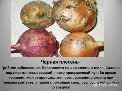 Лук плесень