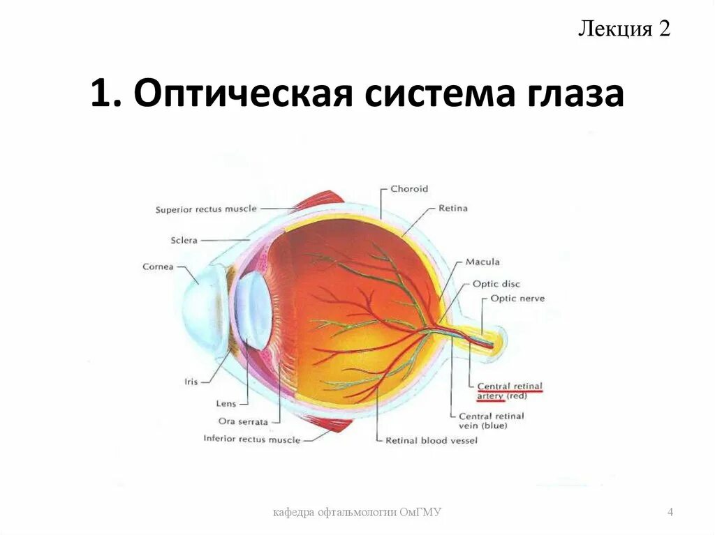 Оптическая система глаза аккомодация. Строение оптической системы глаза. Оптическая система глаза презентация. Оптическая система глаза состоит.