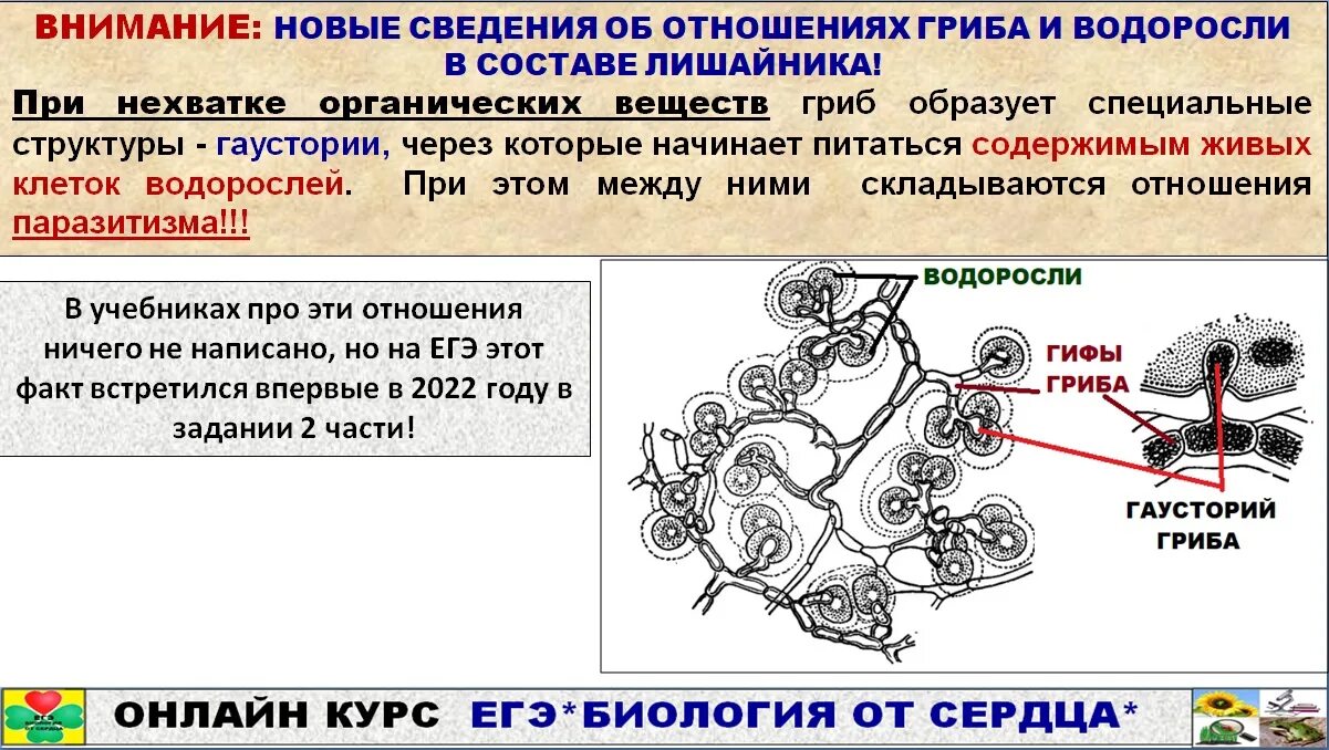 11 задание егэ биология. Микобионт ЕГЭ. Сердце ЕГЭ биология 2023. Микобионт рисунок ЕГЭ биология. Грибы ЕГЭ биология микобионт.