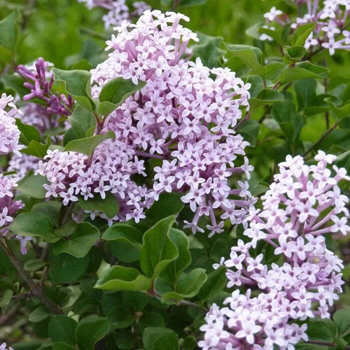 Сирень Мейера Палибин. Сирень Мейера (Syringa meyeri `Palibin`). Сирень Мейера 'Palibin' ("Палибин"). Сирень карликовая Мейера Палибин. Сирень майер