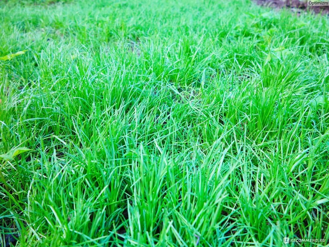 Сколько всходит газонная трава. Газон прорастает. Как прорастает газонная трава. Газонная смесь каждый день. Как всходит газонная смесь.