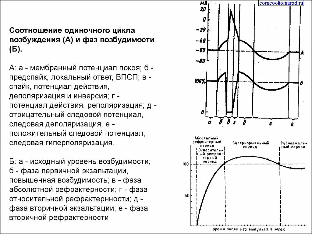 Фазы одиночного цикла возбуждения. Фазы потенциала действия фаза изменения возбудимости. Как определить потенциал возбуждения по графику. Соотношение фаз возбудимости.